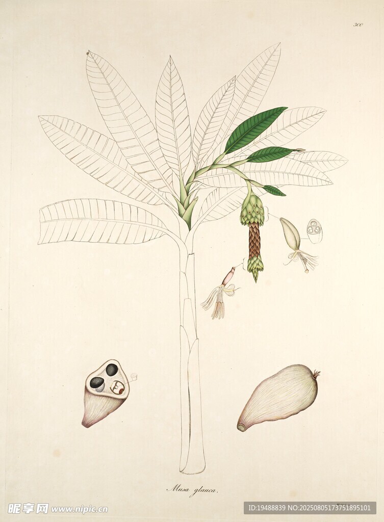植物标本图 含叶果种子