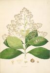 复古风植物插画