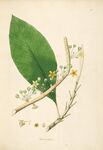 绿叶白花植物插画