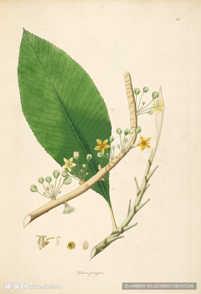绿叶白花植物插画