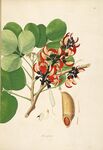 复古风植物手绘插画