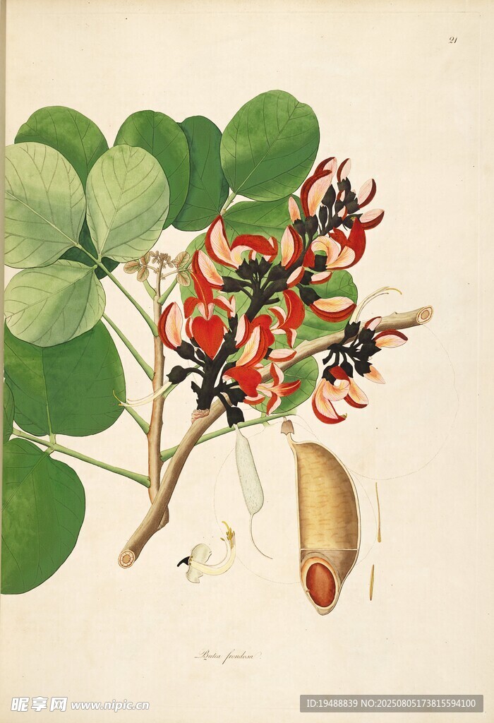 复古风植物手绘插画