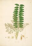 复古植物插画