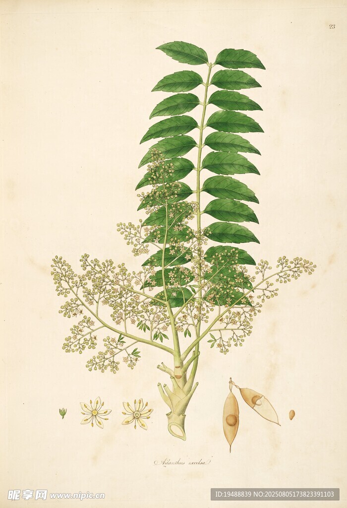 复古植物插画