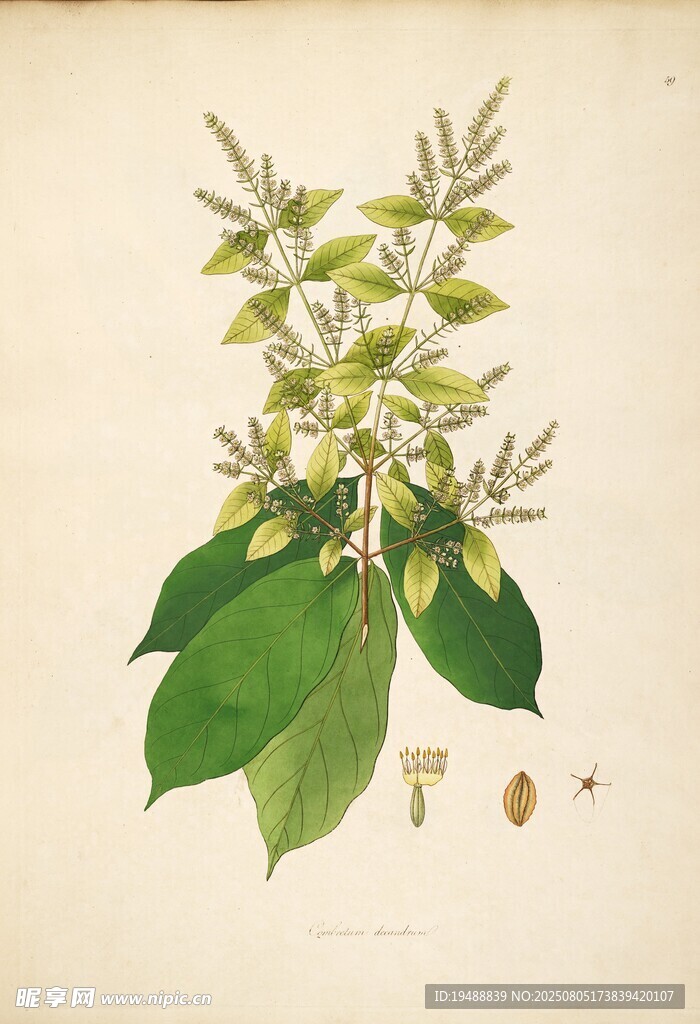 复古风植物花卉插画