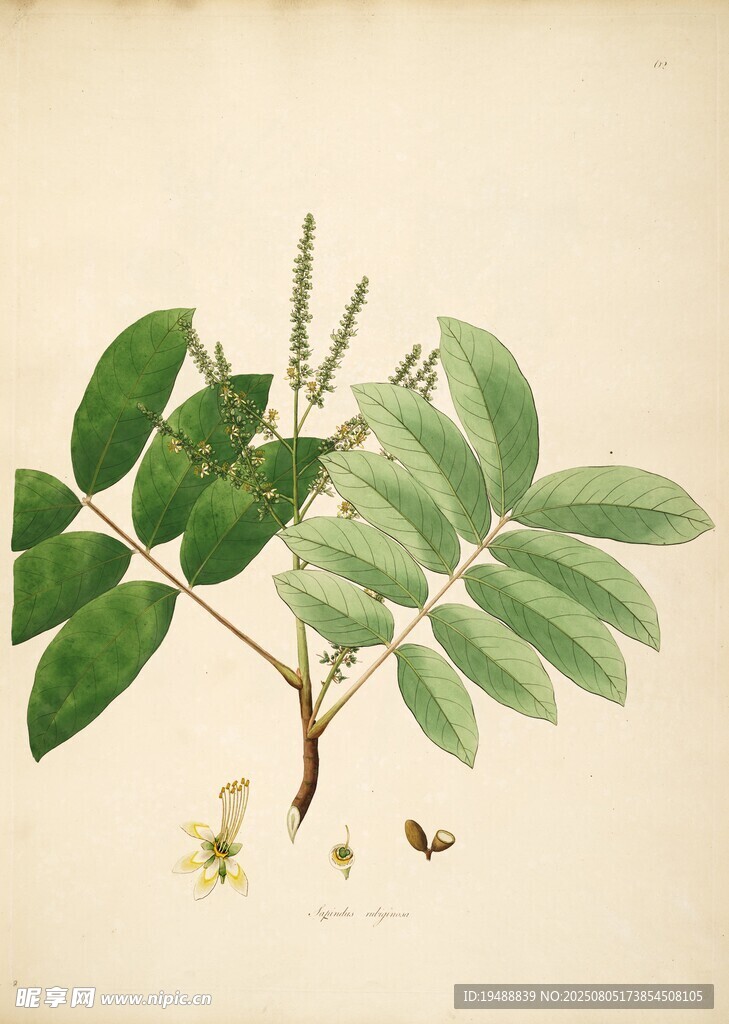复古风格植物手绘插画