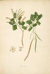 植物手绘插画图
