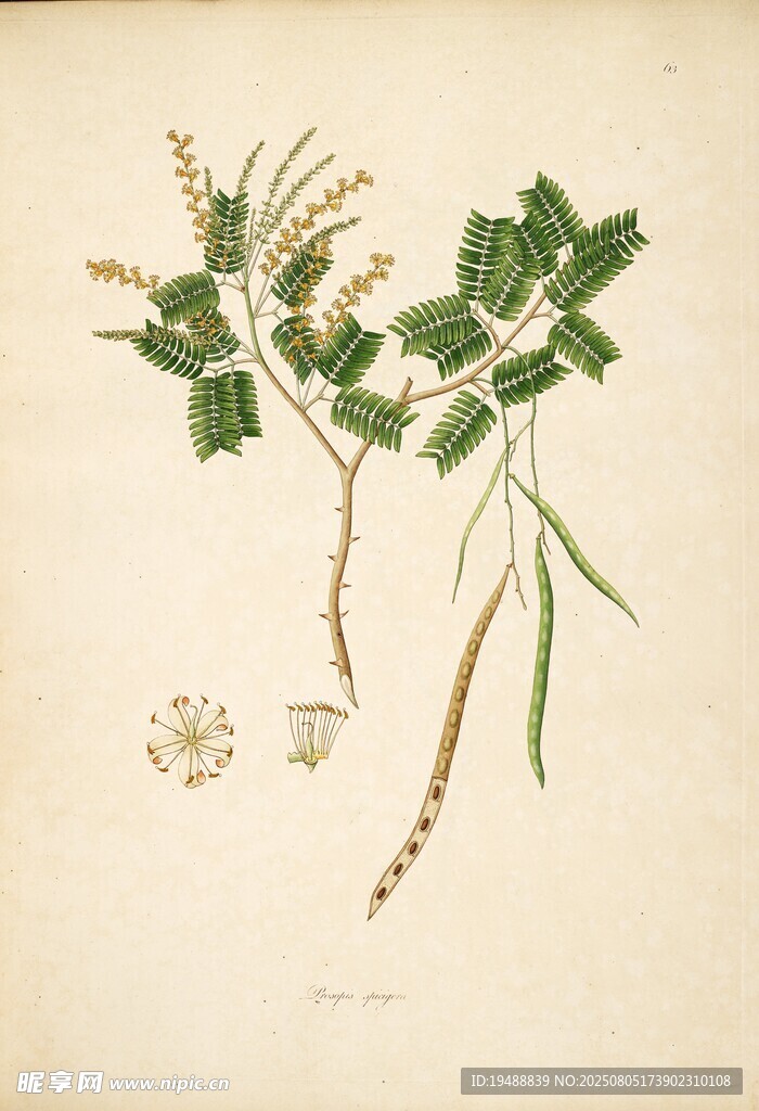 植物手绘插画图