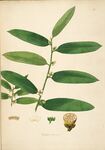 植物标本图  叶片与果实展示