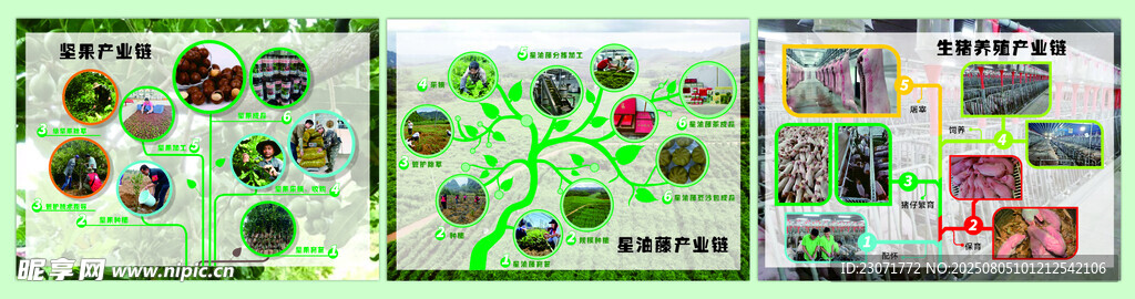 坚果时间轴