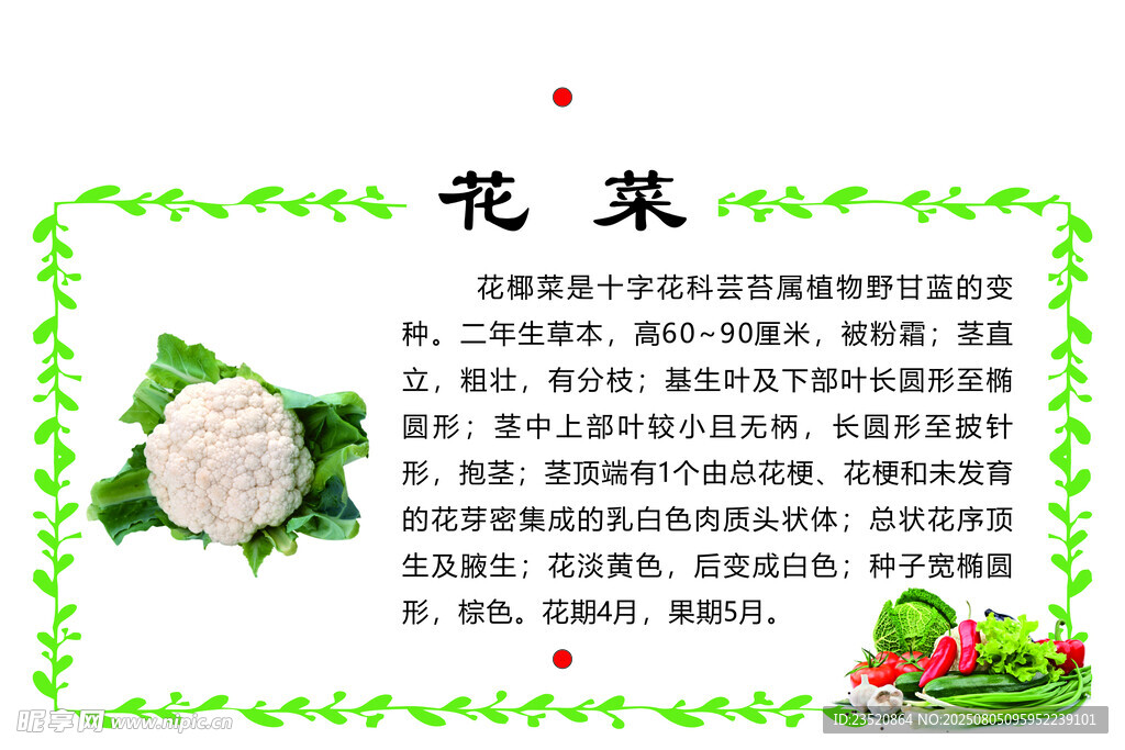 花菜营养介绍
