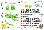 豆角养护指南