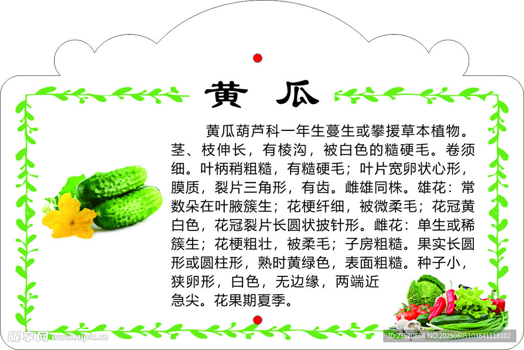 黄瓜知识科普