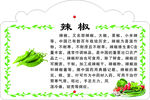辣椒知识科普海报