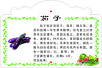 茄子介绍卡片