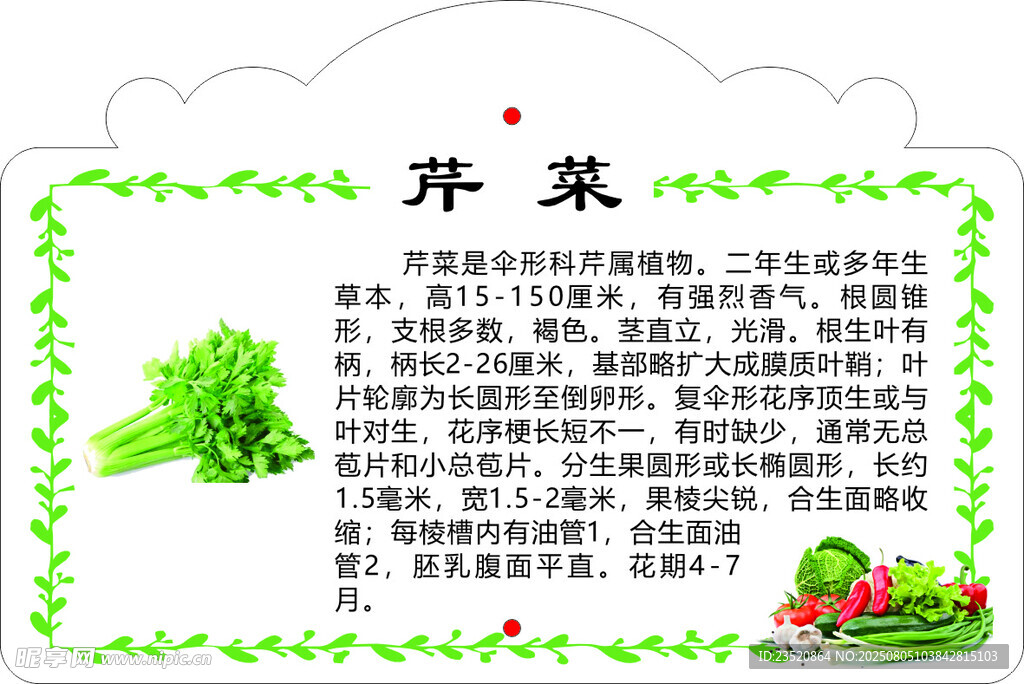 芹菜营养介绍