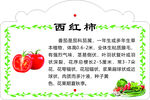 西红柿营养介绍