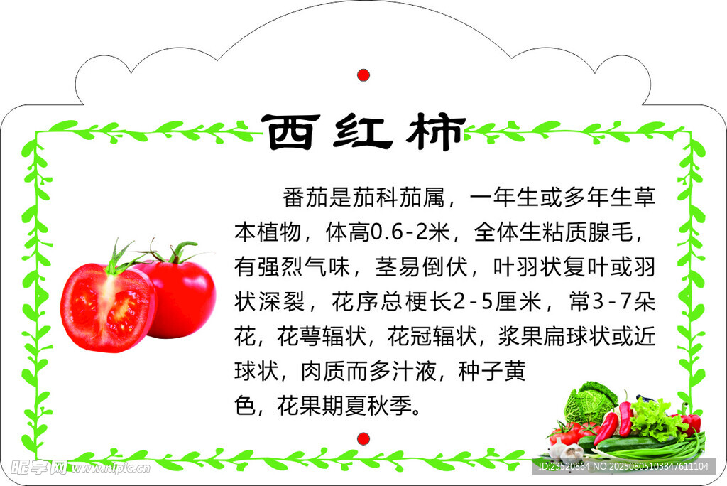 西红柿营养介绍