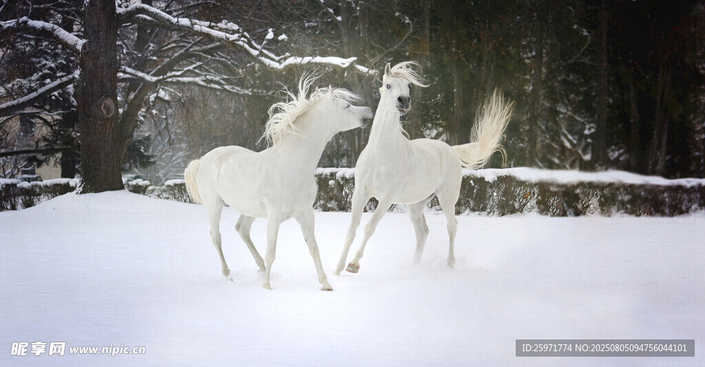 雪地中的优雅白鹿
