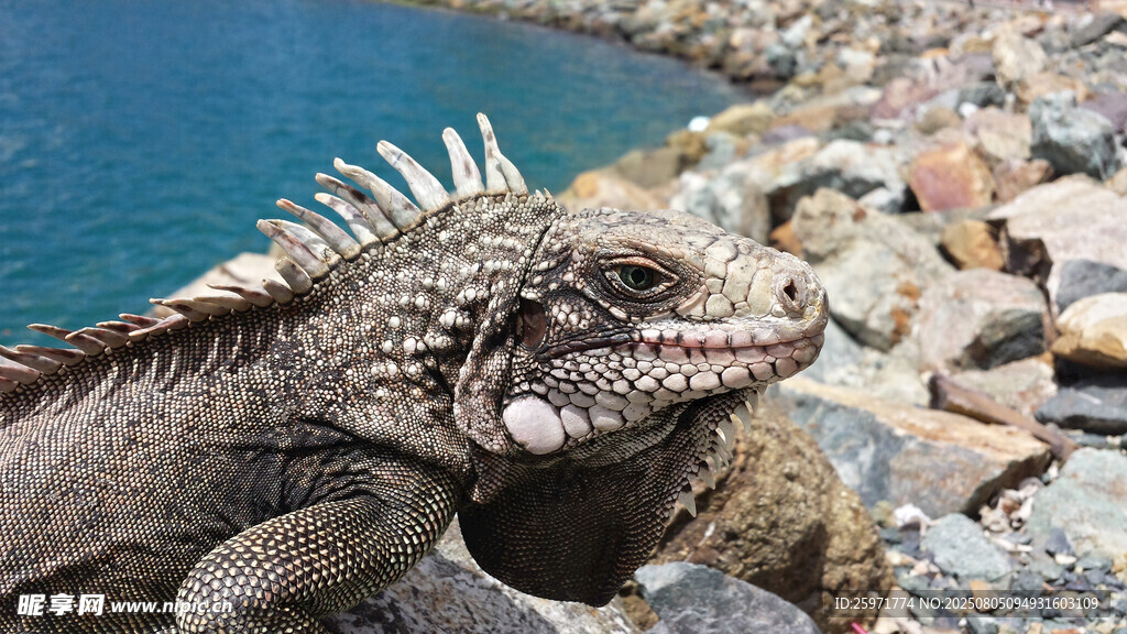 海边的鬣蜥