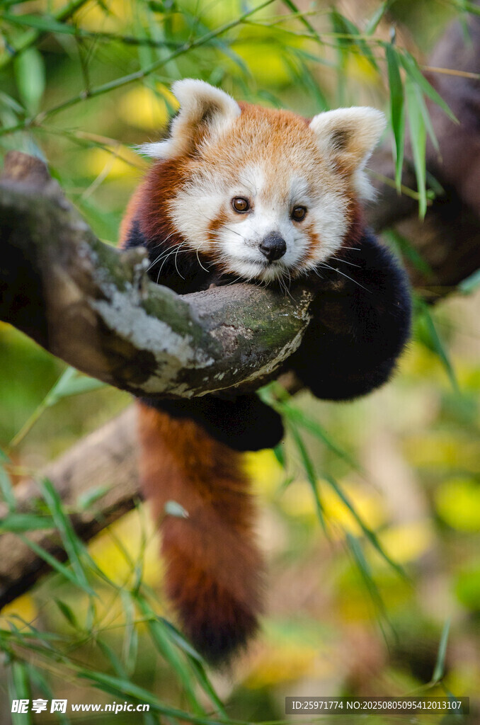 小熊猫慵懒趴于树枝间