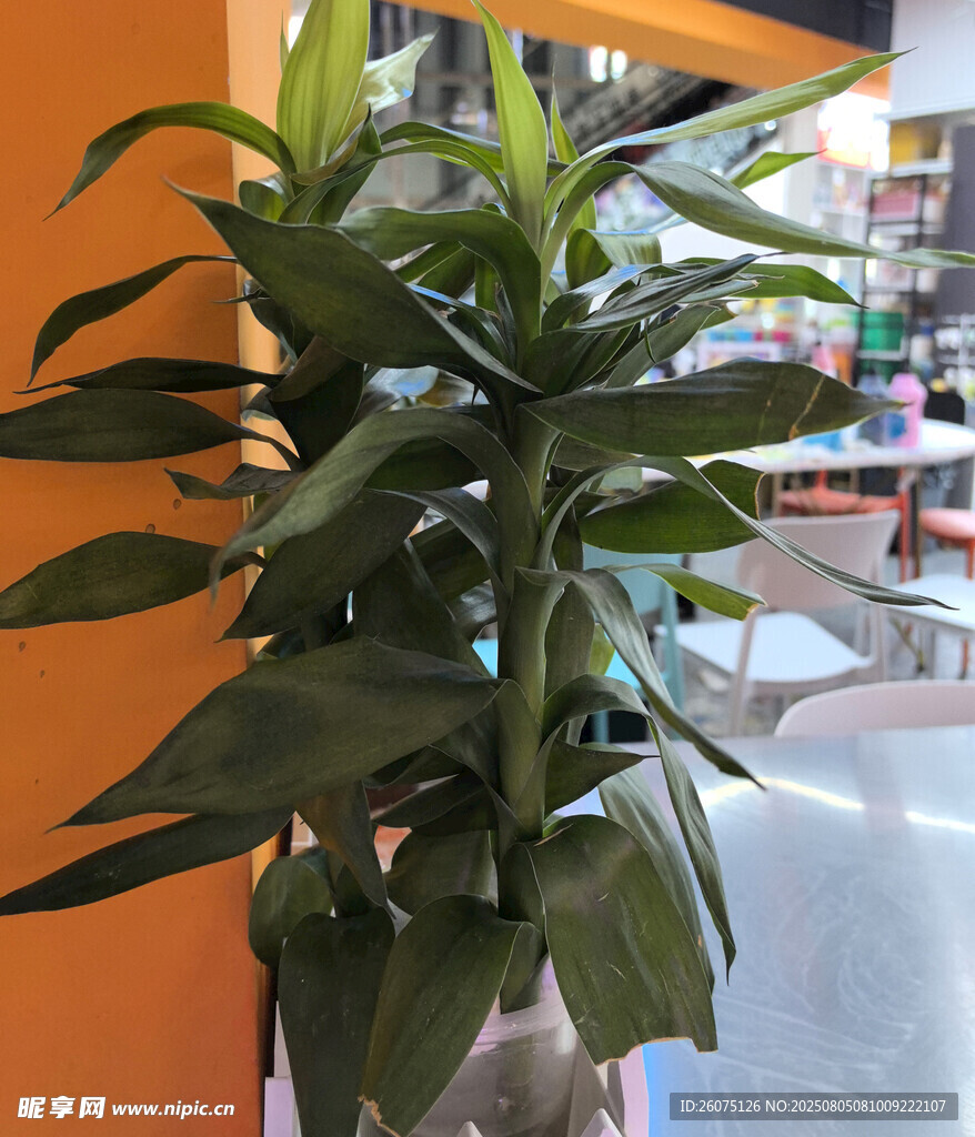 室内绿植盆栽展示