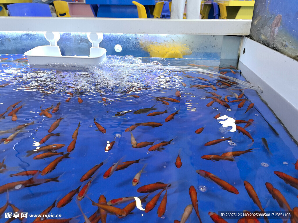 水池中游动的成群红鱼