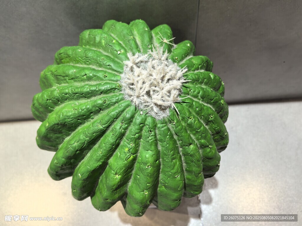 仿真螺旋仙人球特写