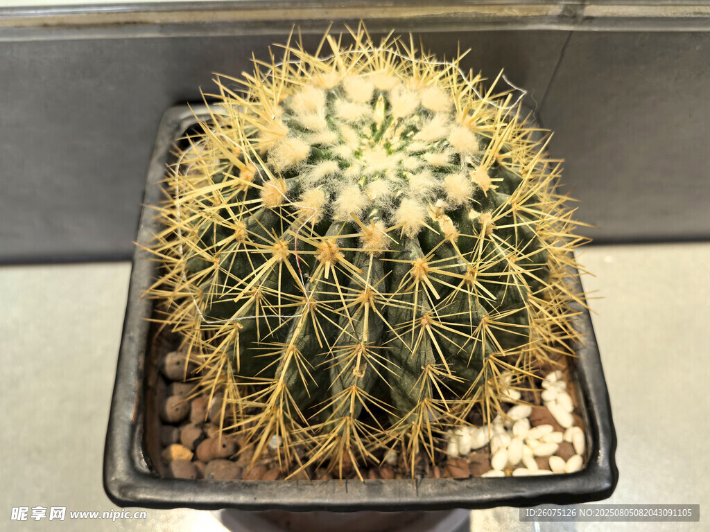 盆栽仙人球