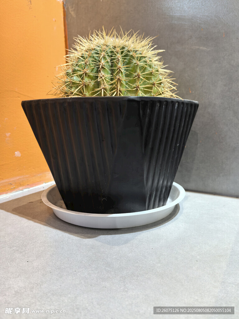 黑色花盆中的仙人球