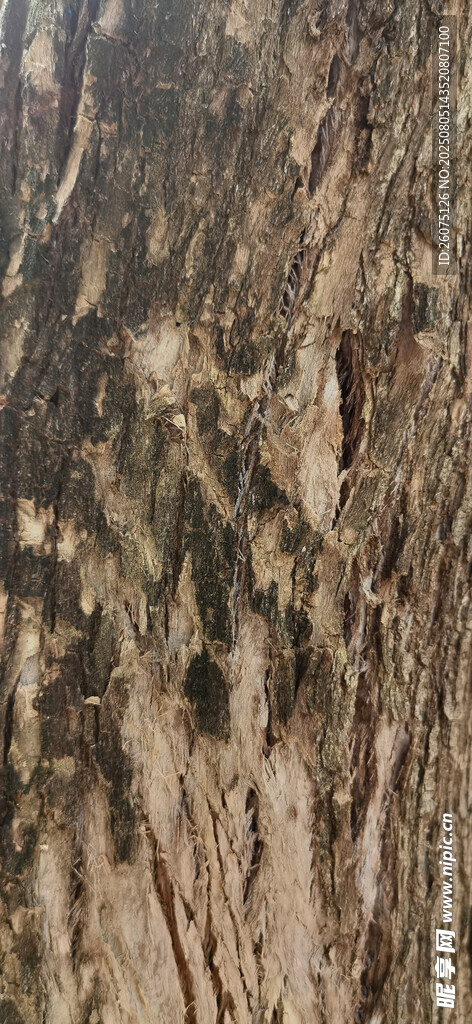 树皮纹理特写