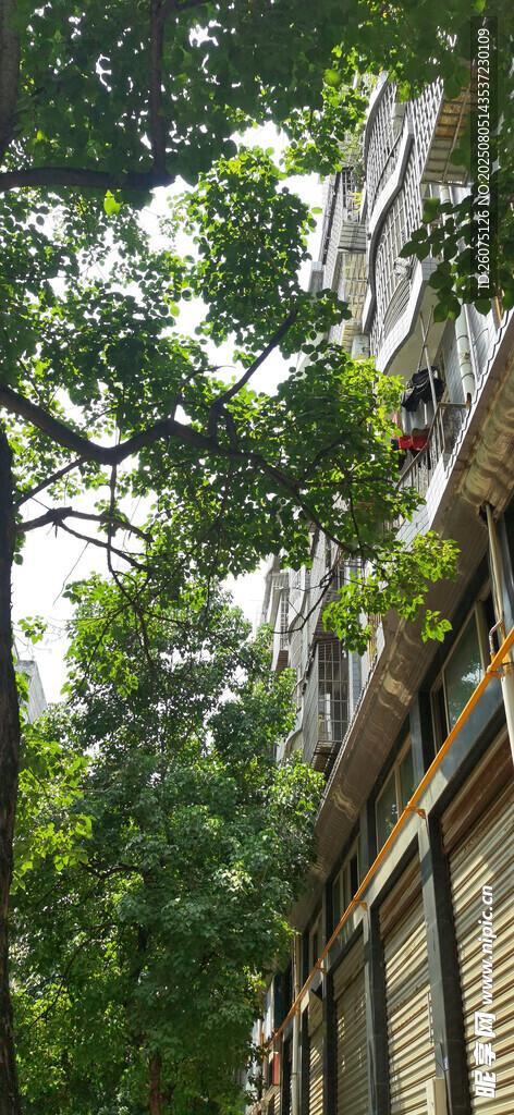 绿荫下的建筑景观