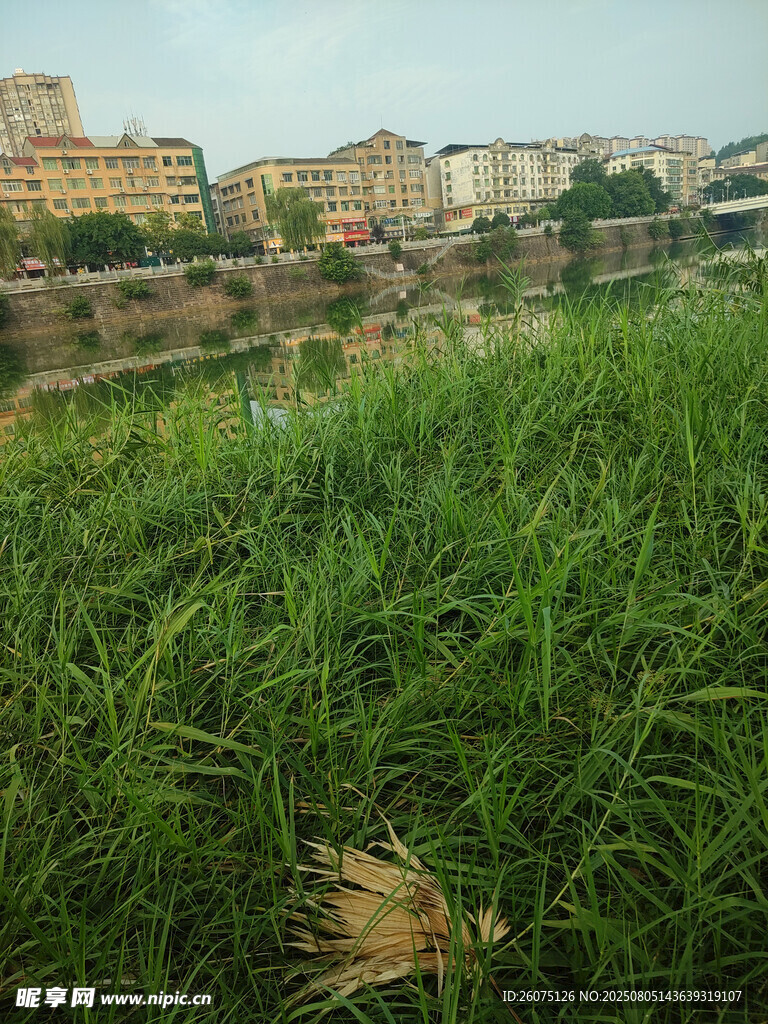 河畔葱郁草地与远处建筑