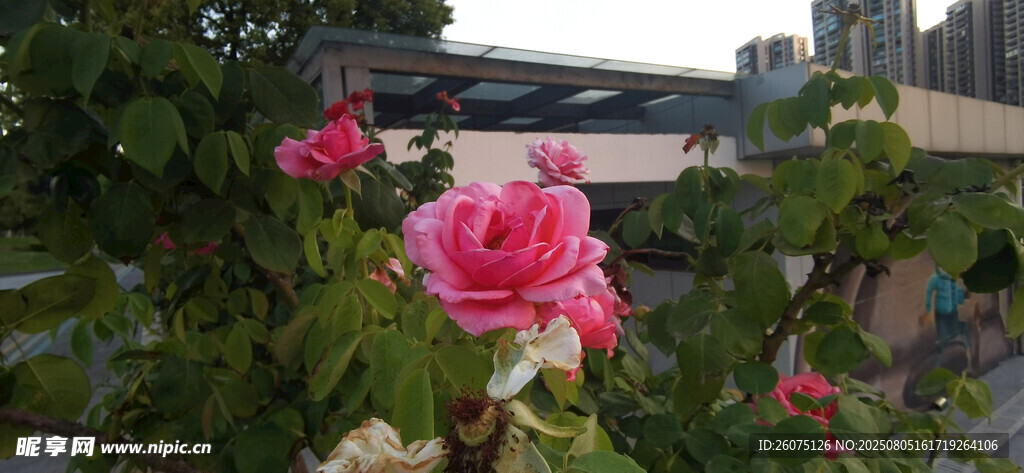 娇艳绽放的粉色月季花