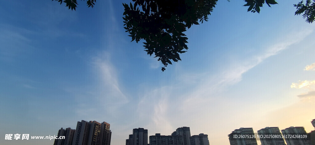 城市天际线与树梢