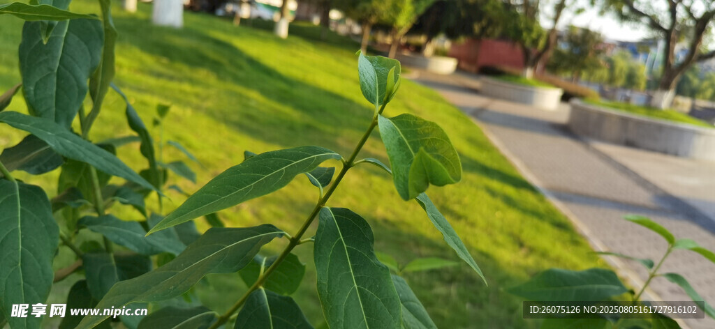 路边翠绿草坪与绿植