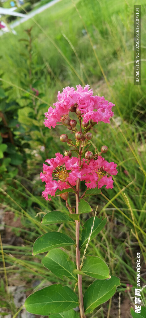 娇艳绽放的粉色野花