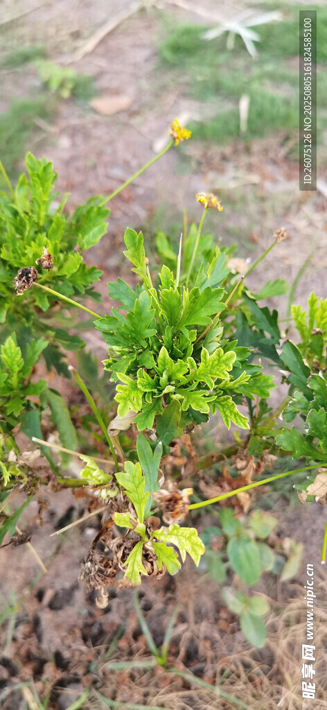 翠绿繁茂的灌木丛菊花植株