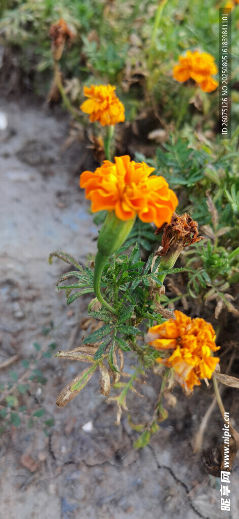 路边绽放的橙色万寿菊