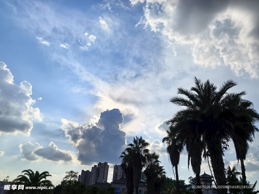 蓝天白云下的棕榈树景观