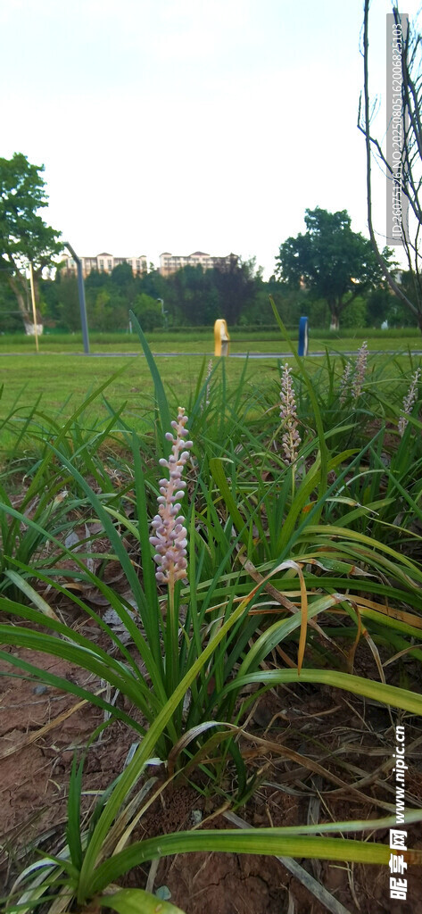 田野中的绿色植物景观