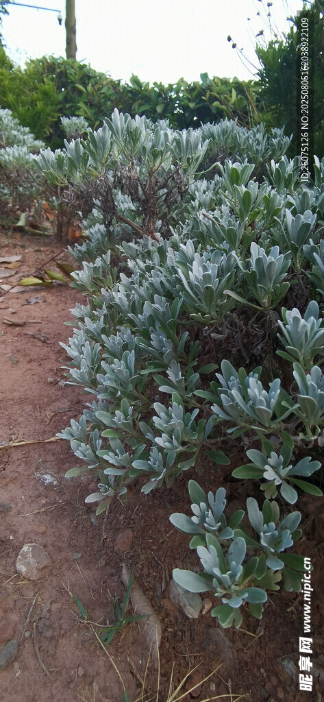 银叶植物景观