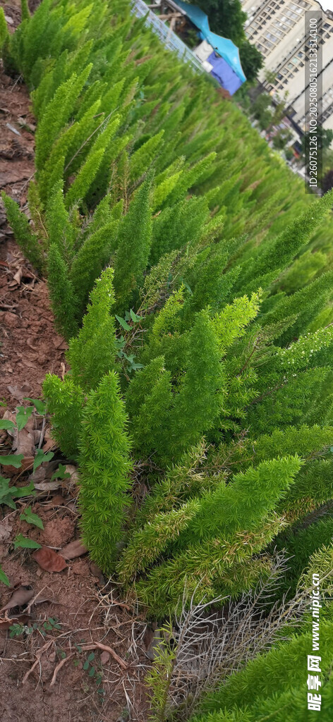翠绿蕨类植物景观