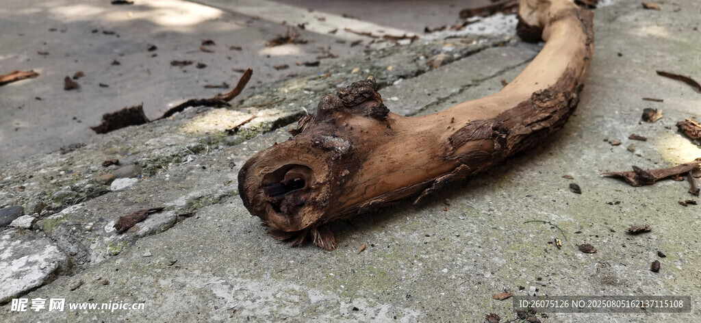 水泥地面上的枯木枝