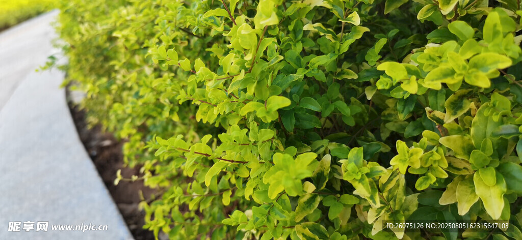 翠绿繁茂的灌木丛