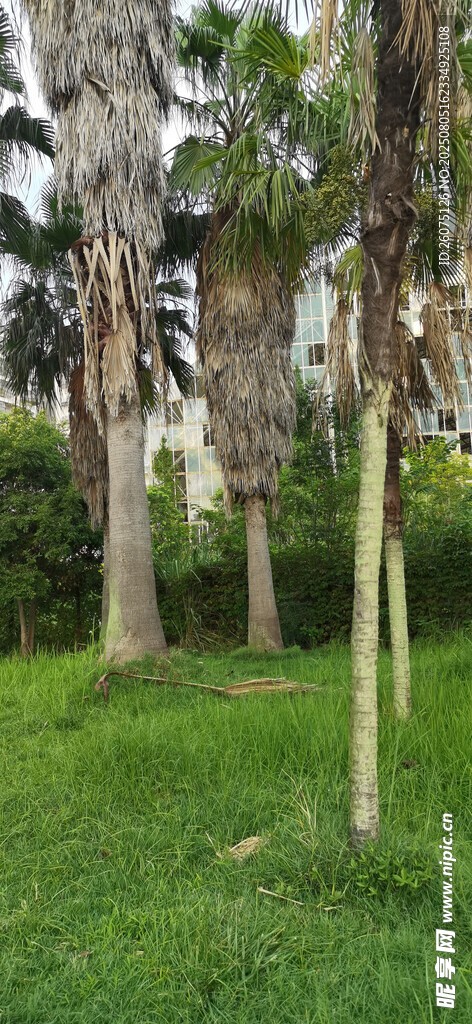 绿意盎然的树林与草地景观
