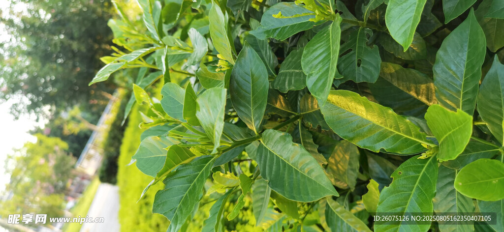 翠绿繁茂的植物枝叶