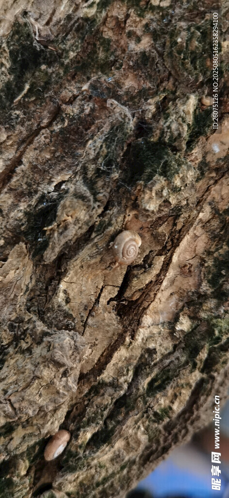 树皮纹理特写