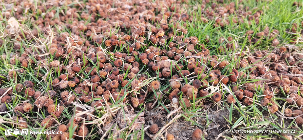 地面上的果实与绿草