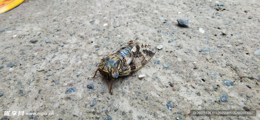 水泥地面上的夏蝉